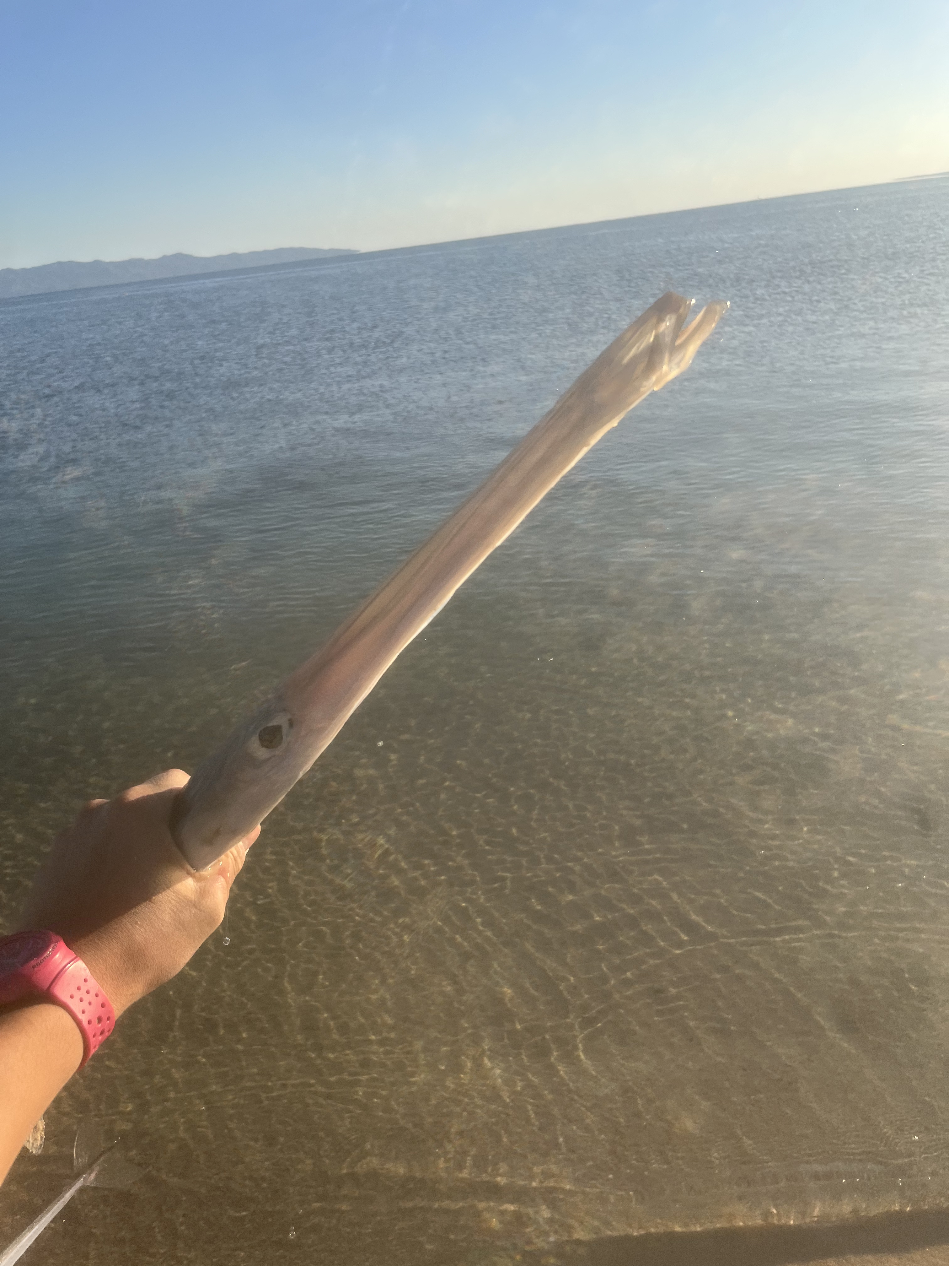trumpetfish