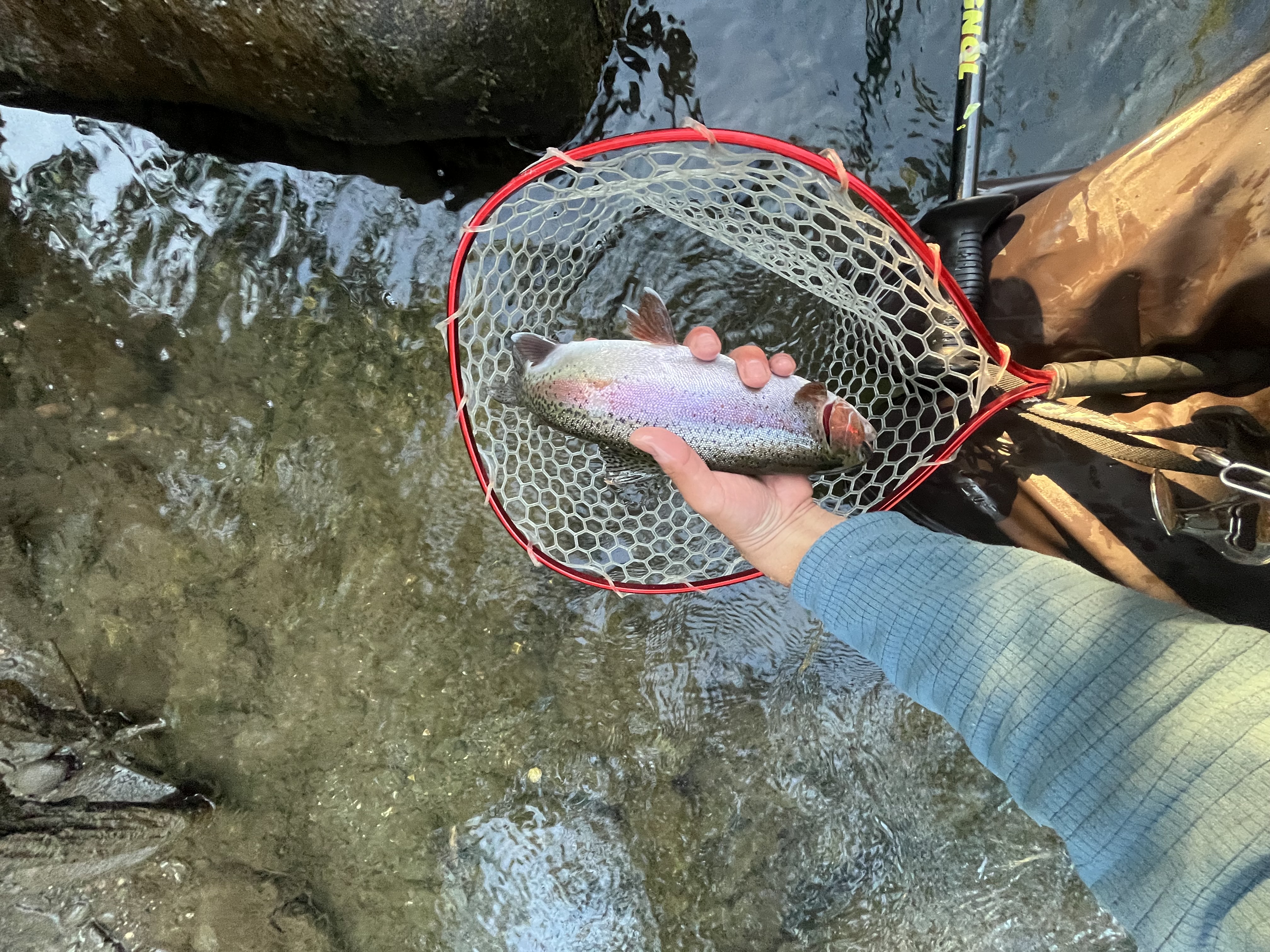 fish